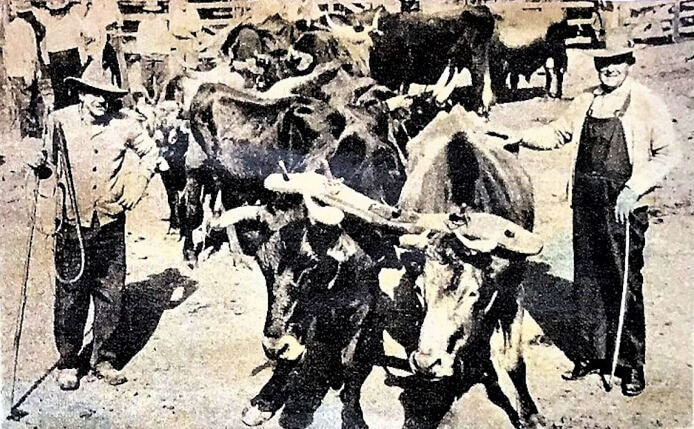 Boyle Holden: Last of the bullockies - midcoaststories.com